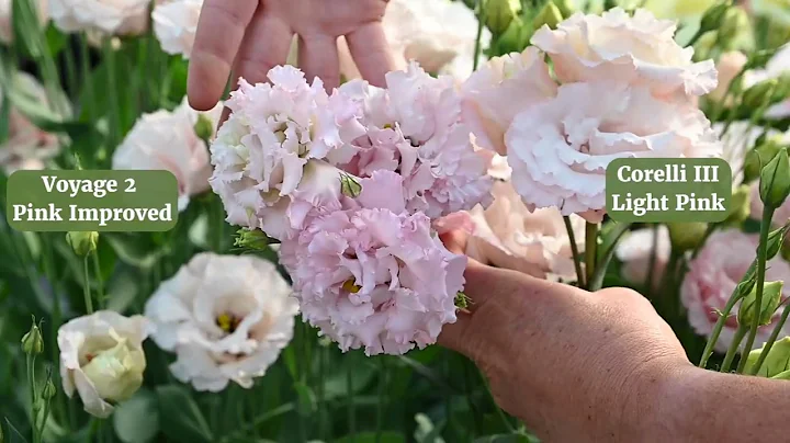 Corelli™ III 'Light Pink' Lisianthus | from Johnny's Selected Seeds