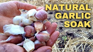 How to Plant Garlic & Shallots: Hardneck & Softneck screenshot 1