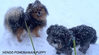 Funny Dogs Clips Vs Snow