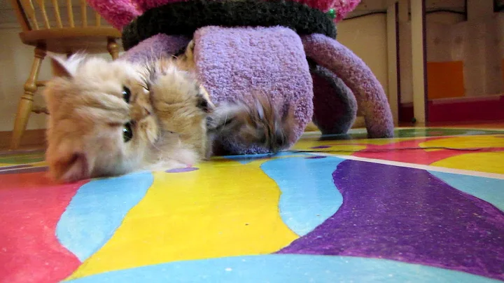 Watch the video about 12 10 17 Beautiful Persian kitty, Sahara, a kitten at heart