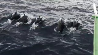Dolphins at Moalboal, Cebu