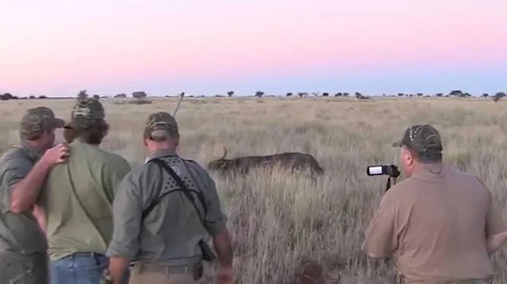 Leopards Valley Safaris Buffalo Hunt