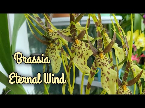 Video: Orkide brassia: përshkrim, mbjellje dhe kujdes në shtëpi