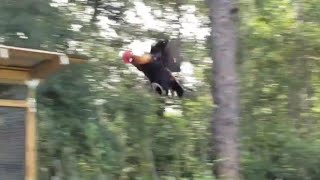 Chicken Flying/Jungle Fowl Flying #rooster #chicken