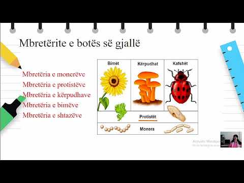 Video: A është Protista njëqelizore apo shumëqelizore?