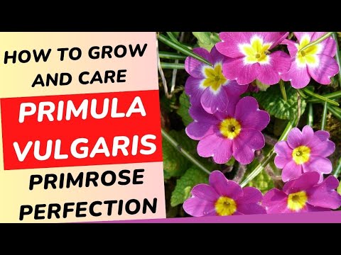 Vídeo: The Primrose Houseplant - Como cultivar prímula dentro de casa