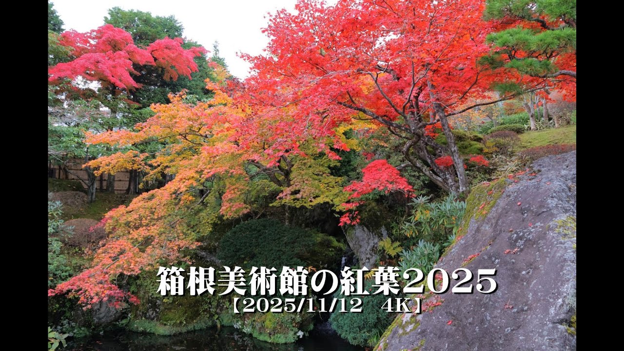 立秋の頃　パステル画　箱根湿性花園 20251112 Autumn leaves at Hakone Museum of Art 2025 [4K] - YouTube
