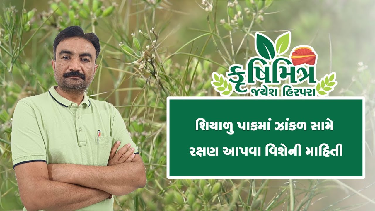 શિયાળુ પાકમાં ઝાંકળ સામે રક્ષણ આપવા વિશેની માહિતી