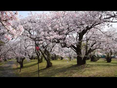 すすきヶ原（入野公園）の桜