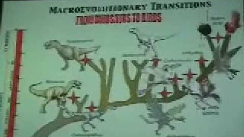 Transitional Fossils in Evolution pt. 3 of 4