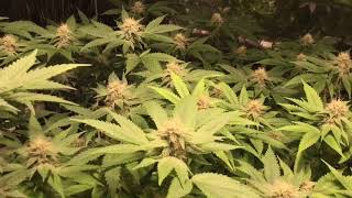 Blackberry Fire week4 day28 in flower: Dream Queen week12 day84 in veg