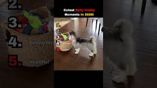 Most Adorable Baby Huskies!🥺