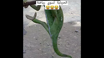 حرباية تسوي رياضة 