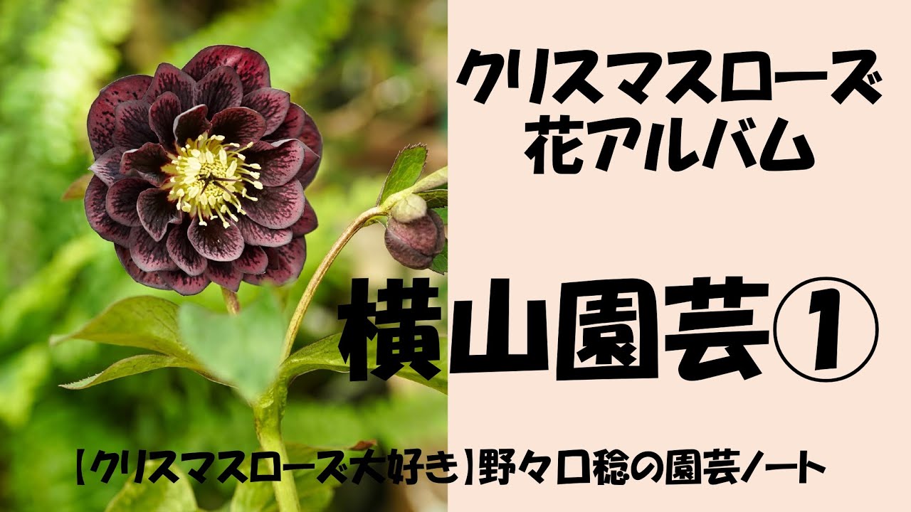花アルバム 横山園芸① - YouTube