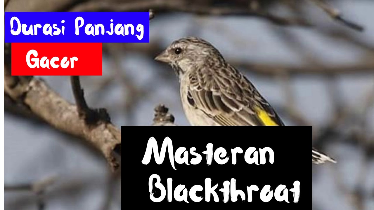 Masteran Burung Blackthroat Gacor | Suara Masteran Blackthroat Durasi