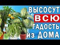 Эти Растения Выгонят Всю Гадость из Дома | Полезные Советы для Жизни