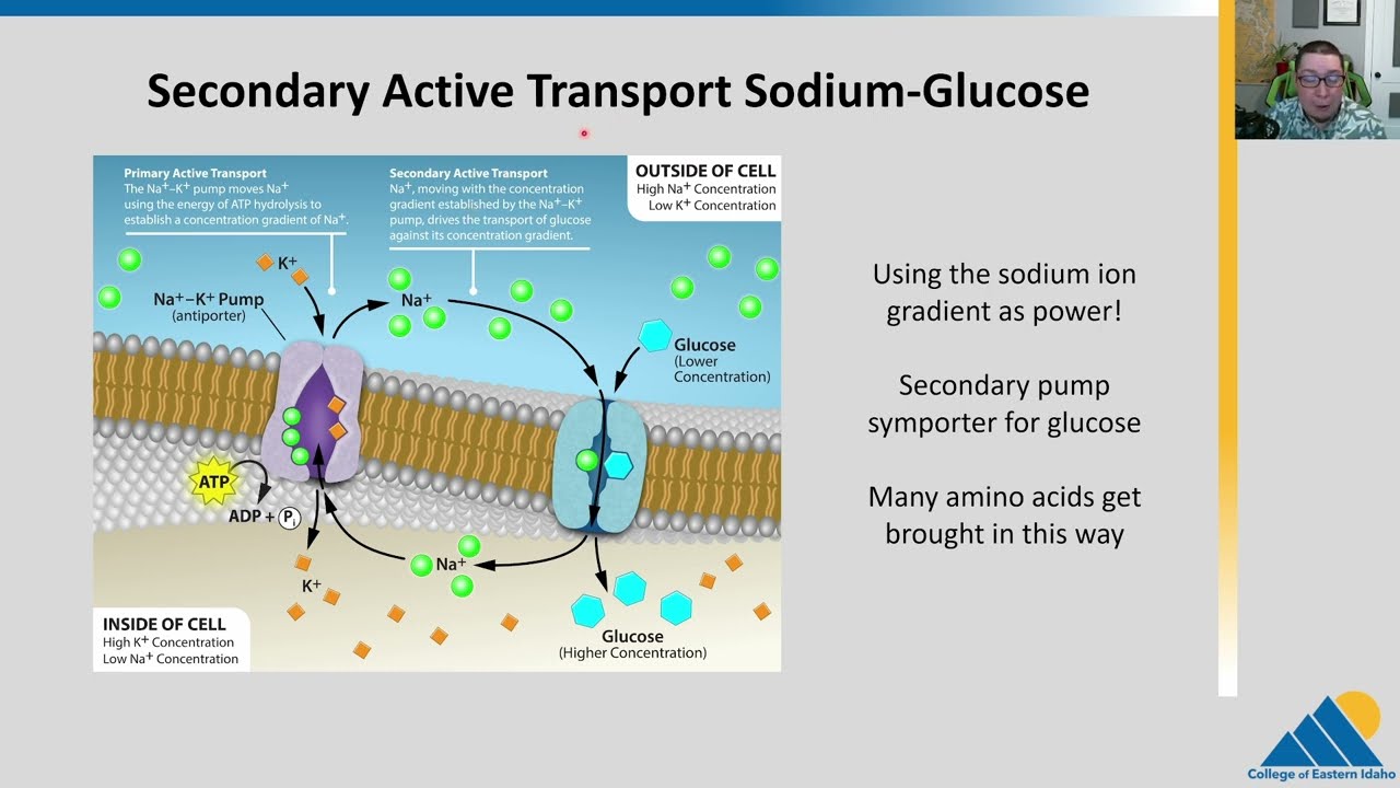 BIOL201 Ch5.3 | Active Transport