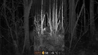 BIG Alberta Whitetail Buck Revealed on Trail Camera
Watch as this Big Alberta Whitetail Buck is revealed on My GardePro Trail Camera.
โ๏ธ I left my GardePro Cameras out in -30 degree weather, on deep snow and on public land.
After months in the wilderness I will share all the surprises.
Will we see Big bucks, moose, predators or are the cameras even working or stolen?
SUBSCRIBE for more Big reveals.
DC Outdoors covers hunting, fishing, camping, Trail cameras, gear reviews and family friendly outdoor adventures.
๐ท Gear Used: GardePro E9P Wi-Fi Trail Camera
๐ Location: Alberta, Canada
๐
๐ข๐ง๐ ๐๐ฎ๐ญ ๐๐จ๐ซ๐ ๐๐๐จ๐ฎ๐ญ ๐๐๐ซ๐๐๐๐ซ๐จ :
https://gardepro.com?sca_ref=8532884.dEryA251py
๐๐๐ฏ๐ ๐๐% ๐๐๐ ๐๐ข๐ฌ๐๐จ๐ฎ๐ง๐ญ ๐๐จ๐๐ :
DCOutddors157-GardeProINF
Watch my original Review on my GardePro E9P Wi-Fi Trail Camera:
https://youtu.be/2UTMHTxCXpY
#trailcam #trailcamera #deer #hunting #outdoors BIG Alberta Whitetail Buck Revealed on Trail Camera