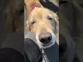 帰りたくないキーちゃん