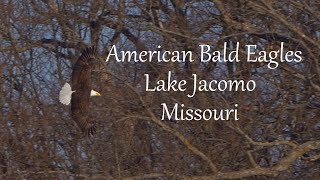 American Bald Eagles at Lake Jacomo, Missouri by Dennis Schuller jr 116 views 3 months ago 4 minutes, 50 seconds