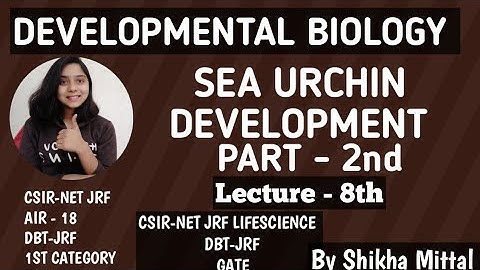 SEA URCHIN DEVELOPMENT - LECTURE - 8th DEVELOPMENTAL BIOLOGY CSIR-NET JRF LIFESCIENCE