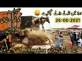 Dangerous Bulls Of 26-06 2021 Unloading ||Sohrab Goth mandi 2021 ||Cow mandi ||B4BIRDS