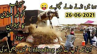 Dangerous Bulls Of 26-06 2021 Unloading ||Sohrab Goth mandi 2021 ||Cow mandi ||B4BIRDS