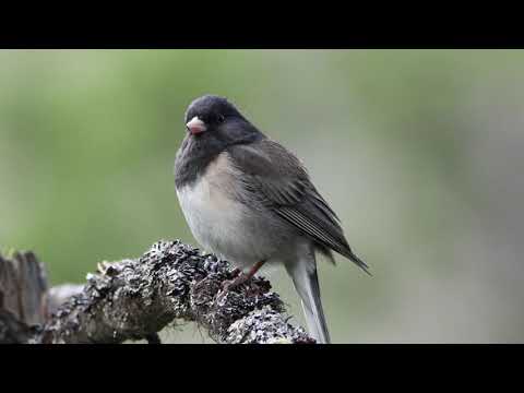 Dark Eyed Junco