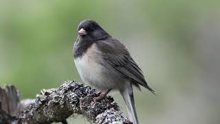 Dark Eyed Junco