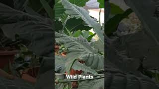 Wild Plants