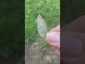 Found a real fairy wing!!! 🧚🏻‍♀️ Mp3 Song