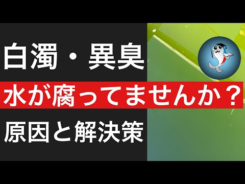 【水槽に異変】水が腐る理由と解決策、バクテリアの役割を解説