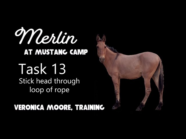 Task 13 Merlin the Mule: Head through a Rope Loop