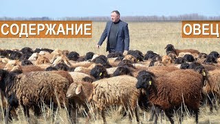 Овцеводческий комплекс. Селекционно-генетический центр. ООО Волгоград - Эдилбай