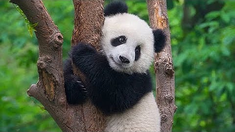 Amazing Panda Facts You Didn
