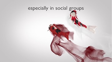 Nature Communications | Vortex phase matching as a strategy for schooling in robots and in fish