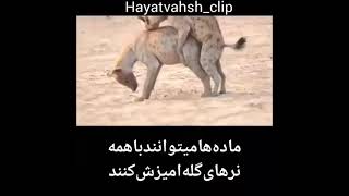 Hyena mating            جفت‌گیری کفتار