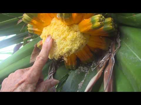 Making Lei Hala