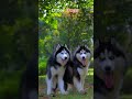 Other Dogs vs This Dog || #dogshorts
