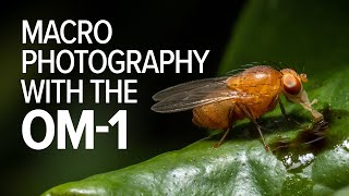 A macro photography photo walk with the OM System OM-1 and Olympus 60mm f2.8