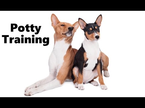 basenji training