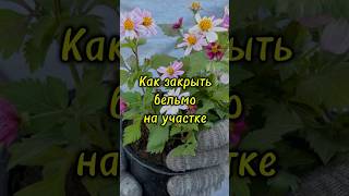 Бельмо на участке #дачныйсезон