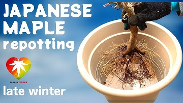 Japanese maple repotting late winter (Skeeter