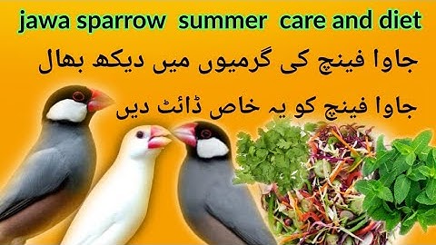 Java Sparrow Summer Care And Diet||جاوا چڑیا کی گرمیوں میں حفاظت اور خوراک||Mughal Birds Aviary