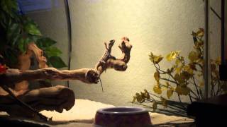 Famous My bearded dragon waving at the camera lol... Net Worth