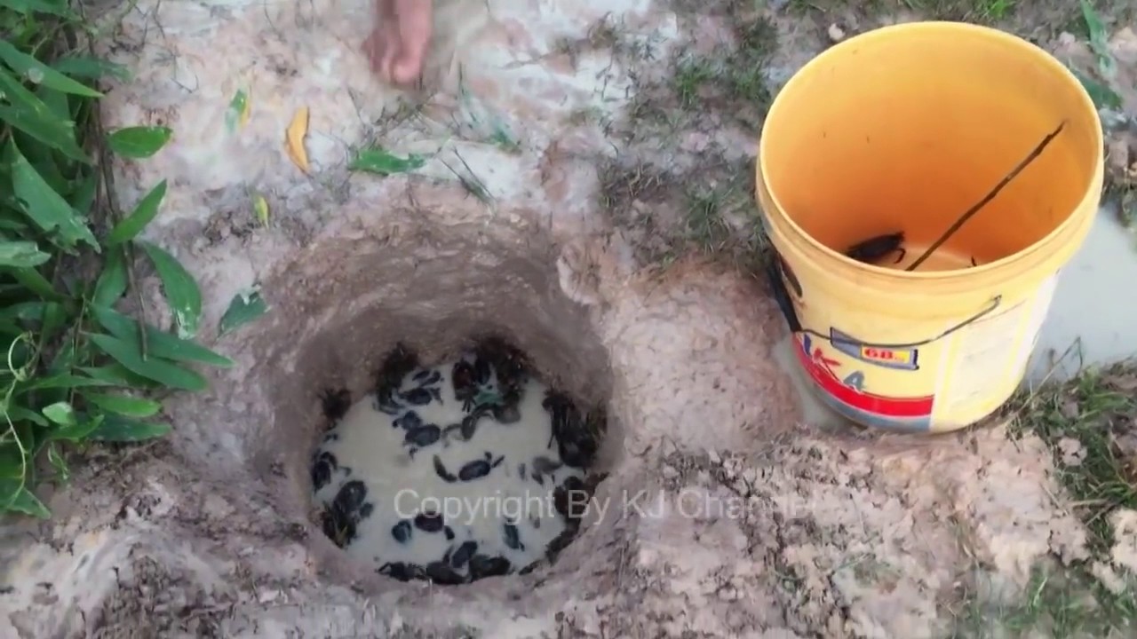 Crabs Trap with Deep Hole How to Catching Crabs With Deep Hole at Siem