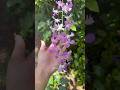 എന്റെ വീട് ✨🥰#home #flowers #balcony #nature#love#freshair#shorts