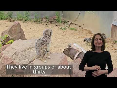 Accessibility Video - Meerkats