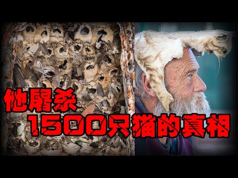 【猫咪刽子手】他杀猫是为了保护环境，疯狂屠杀猫背后的真相！【郑郑得证】