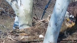 Eagle Watch7, the Majestics: mom brings in a fish